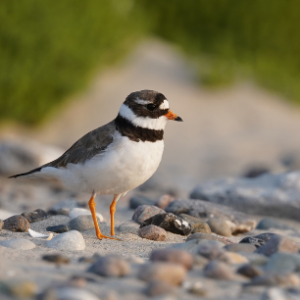 Dünen, Sand und wilde Tiere – Vortrag am 24.4.2026