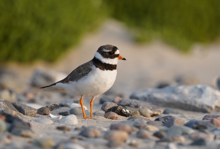 Dünen, Sand und wilde Tiere