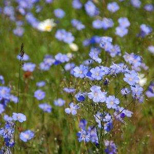 Flachs-Anbau im Garten der Altenteilerkate Dassow in 2026