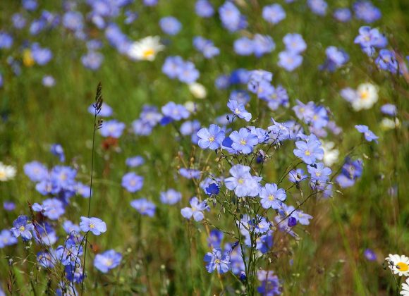 Flachs-Anbau im Garten der Altenteilerkate Dassow in 2026