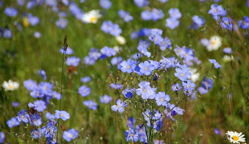 Flachs-Anbau im Garten der Altenteilerkate Dassow in 2026