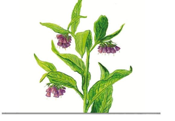 Heilpflanzen-Wanderung am 3.5.2025